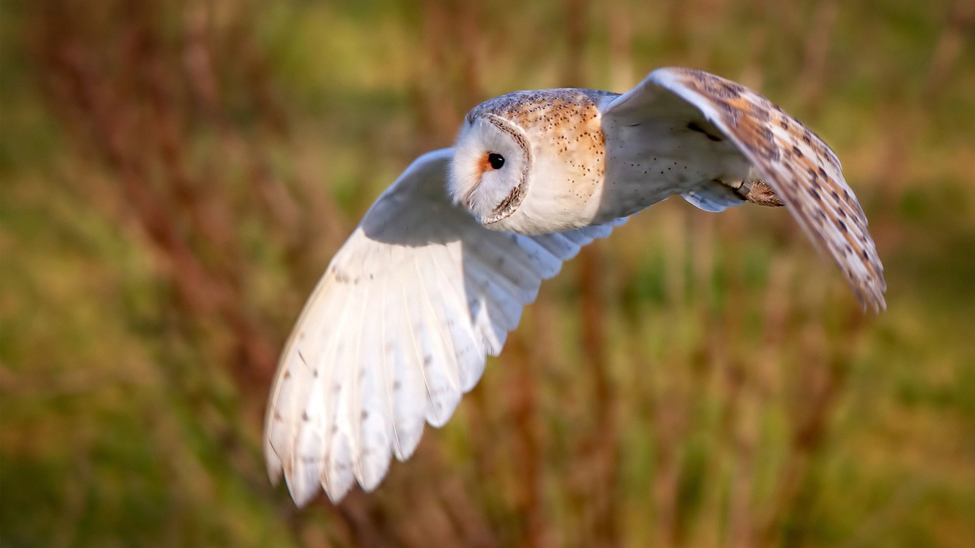 交易豪赌终见曙光,当戈贝尔在抢七成为老鹰的守护神