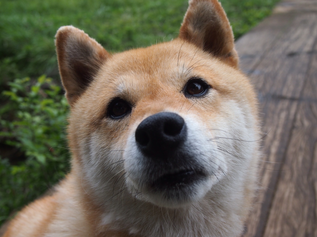 火箭终结辽宁不败神话,布伦森狂砍38分导演速胜奇迹